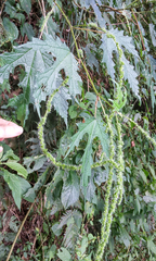 Girardinia diversifolia