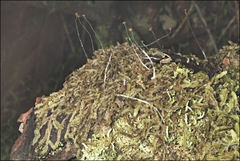 Lophocolea semiteres