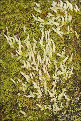 Cladonia rigida