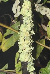 Flavoparmelia rutidota