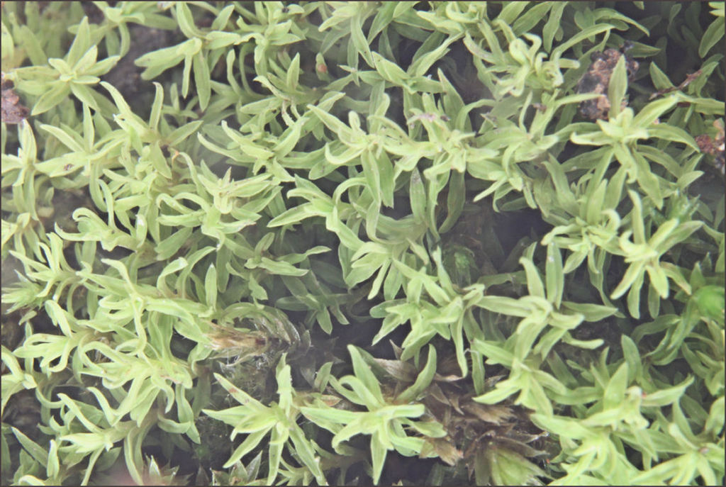 Bryoerythrophyllum binnsii