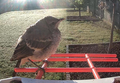Northern Mockingbird observed by gbelle
