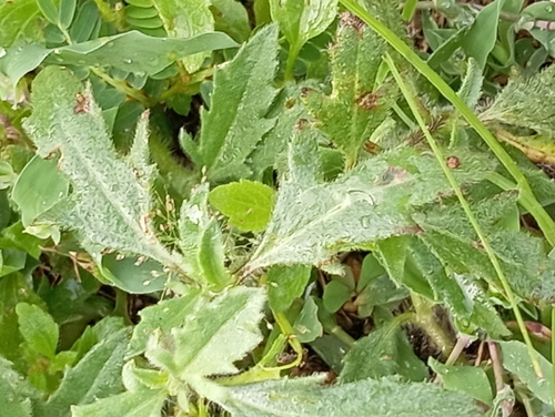 Tridax Daisy