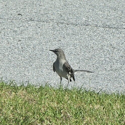 Northern Mockingbird observed by shearwaters