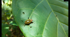 Kuschelina tenuilineata