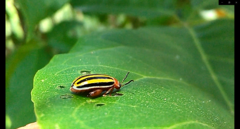 Kuschelina tenuilineata
