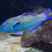 Puddingwife Wrasse - Photo (c) Brian Gratwicke, some rights reserved (CC BY)