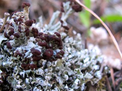 Cladonia symphycarpa