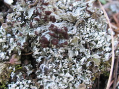 Cladonia symphycarpa