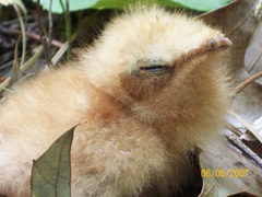 Antrostomus carolinensis