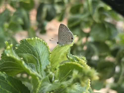 Plains Cupid