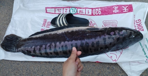 Giant Snakehead