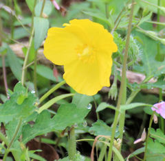 Stylophorum diphyllum