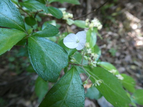 Hydrangea luteovenosa observed 2026-05-14