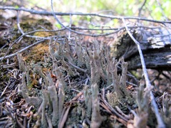 Cladonia sulphurina