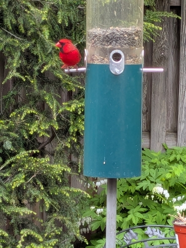 Northern Cardinal observed by amy87274