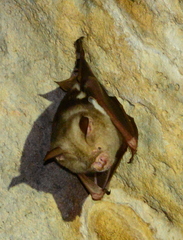 Hipposideros diadema