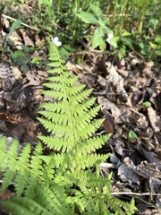 Athyrium