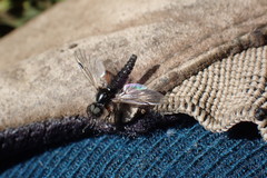 Bibio palliatus