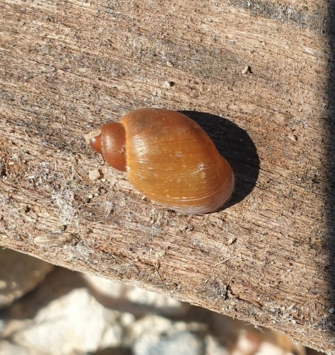 Limnée radis