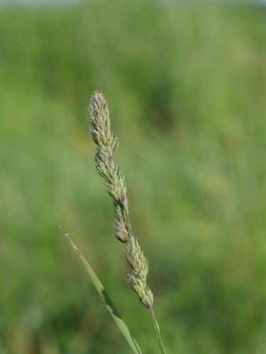 orchard grass