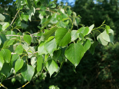 Black Poplar