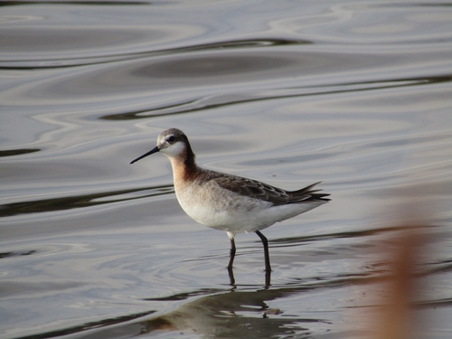 Wilson's Phalarope