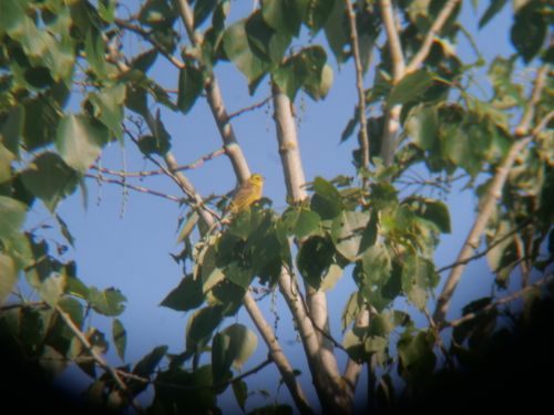 Yellowhammer