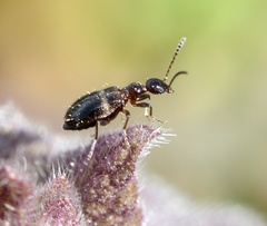 Malporus formicarius