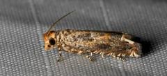 Epiblema abruptana