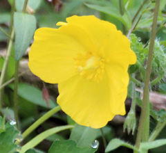 Stylophorum diphyllum