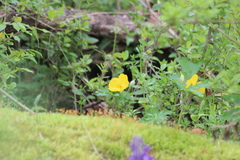 Stylophorum diphyllum