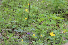 Stylophorum diphyllum