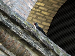 Corvus monedula