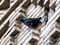 Corvus monedula