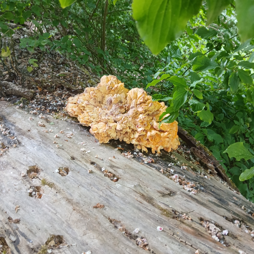 Laetiporus sulphureus · May 2026 · photo: © migru (iNaturalist, cc-by)