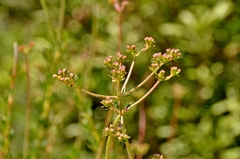 Eriogonum fasciculatum