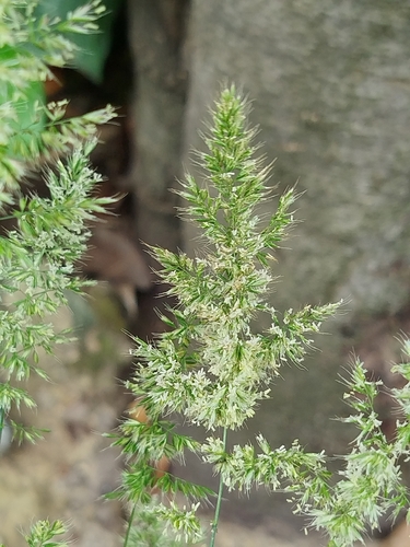 Trisetaria panicea observed 2026-05-14