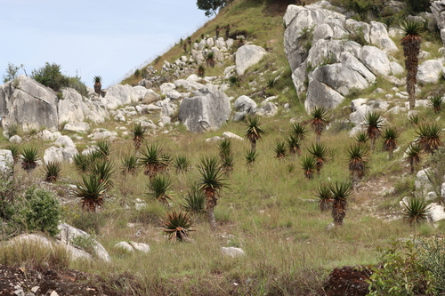 Aloe cipolinicola, photograph 2