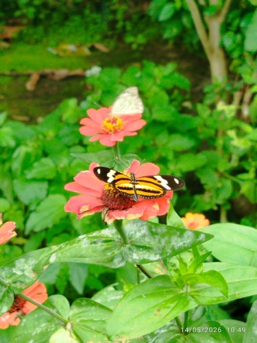 Eueides isabella dianasa