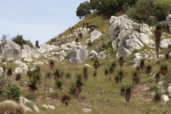 (c) amantedarmanin, some rights reserved (CC BY) Aloe cipolinicola, photograph (c) amantedarmanin, some rights reserved (CC BY)