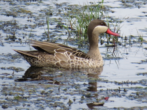 iNaturalist image