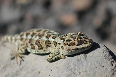 Six-Banded Patagonian Lizard photo 2