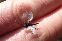 Bibio palliatus