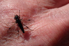 Bibio palliatus