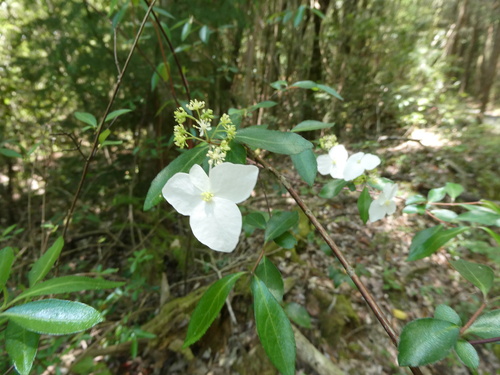 Hydrangea luteovenosa observed 2026-05-14