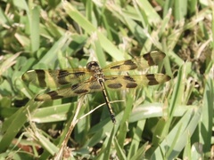 Celithemis eponina