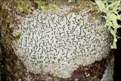 Halegrapha mucronata