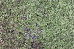 Lepidozia laevifolia