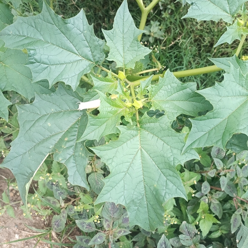 jimsonweed